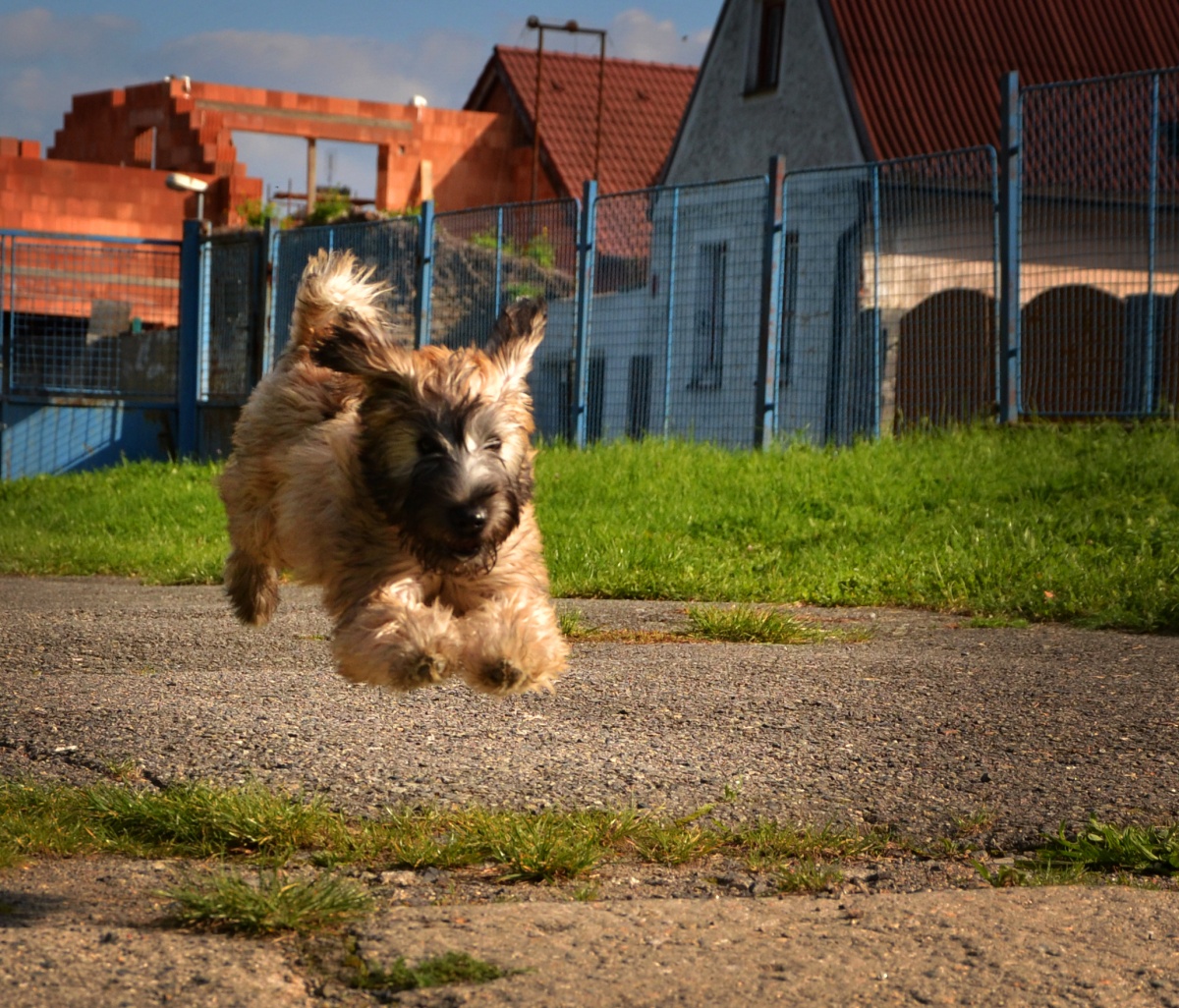Flying puppy