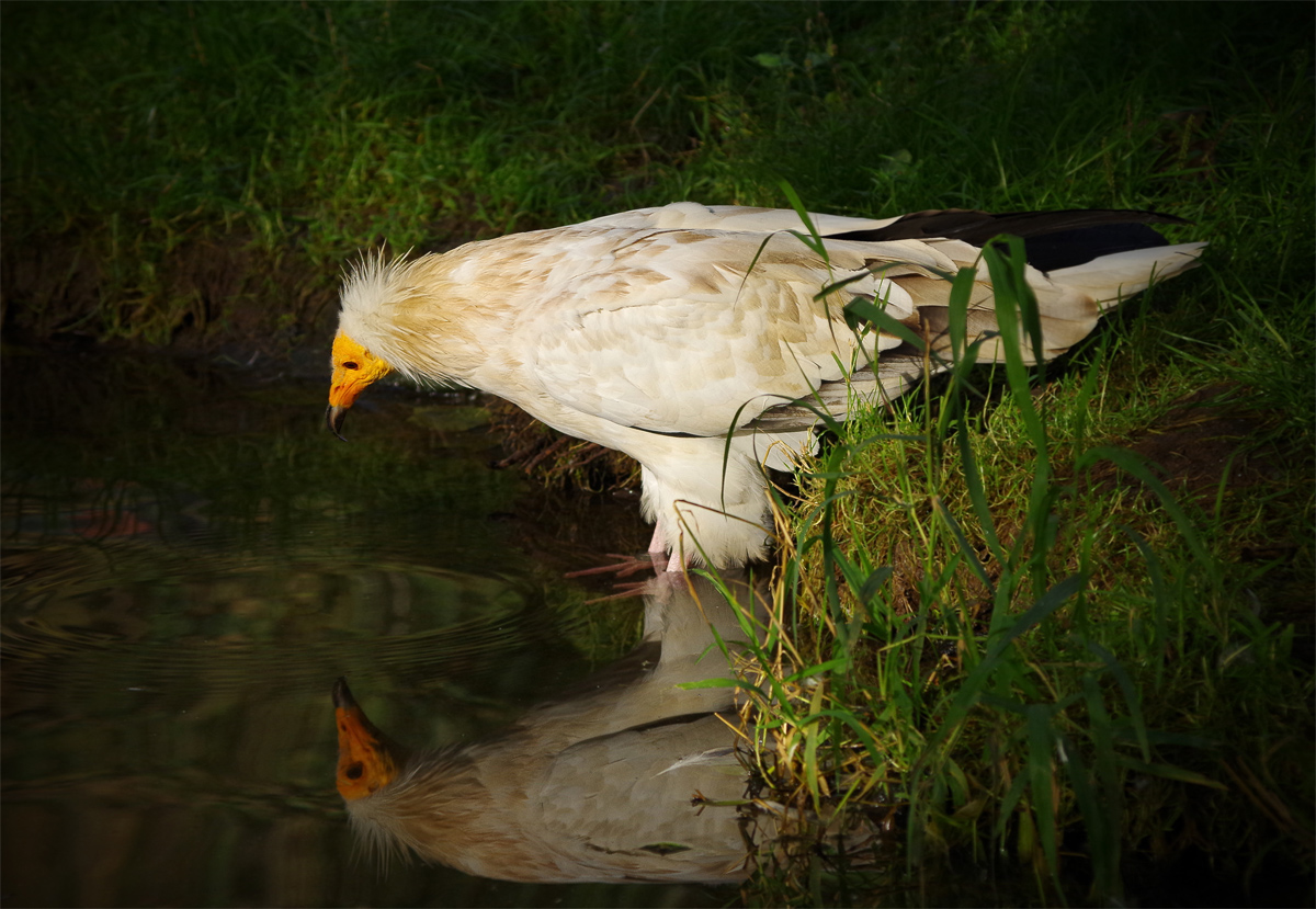 Zrcadlo, zrcadlo, řekni kdo je vzemi zdejší...