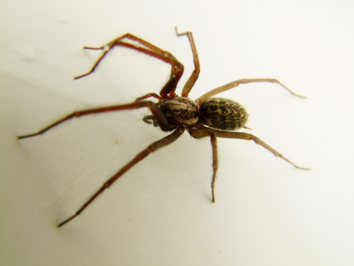 Pokoutník domácí (Tegenaria domestica)