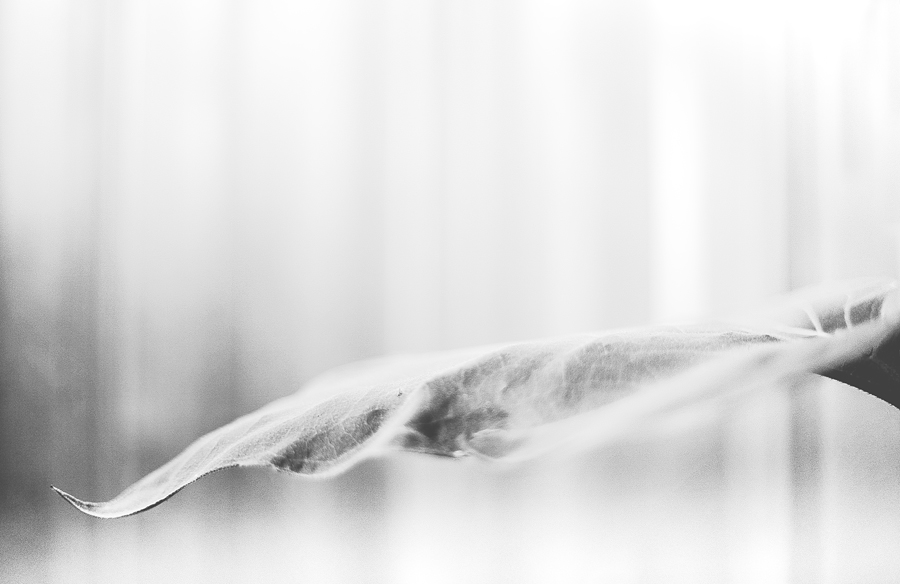 slunecnicovy list II