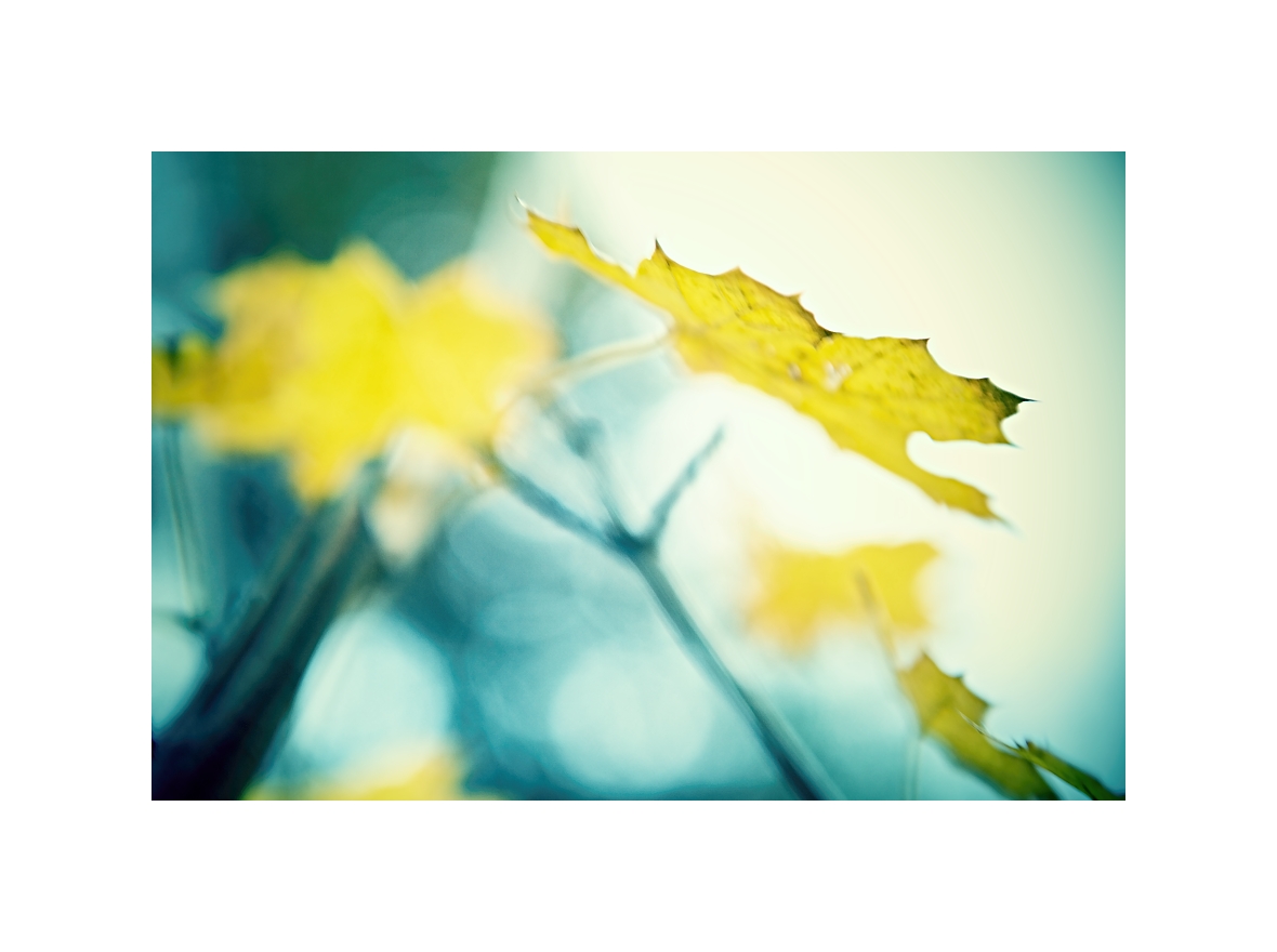 jesenná abstrakcia...