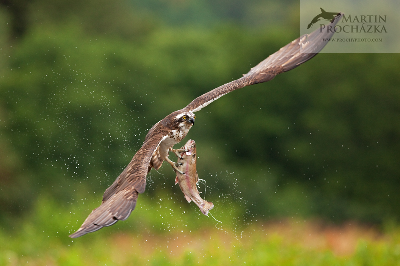 Orlovec říční (Pandion haliaetus)