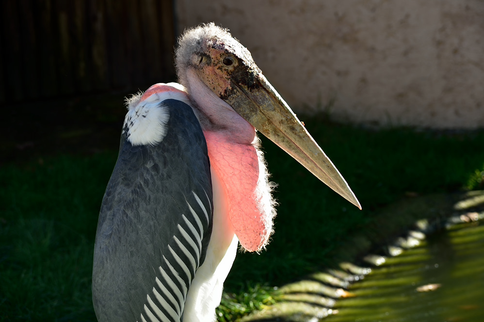 marabu