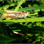 I koník má potřebu