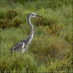 Obyvatelé vřesovišť