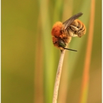 Když včelky spí...