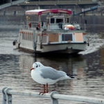 Racek