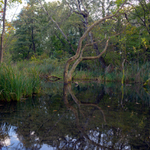 Dunajská nížina