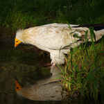 Zrcadlo, zrcadlo, řekni kdo je vzemi zdejší...