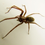 Pokoutník domácí (Tegenaria domestica)