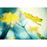 jesenná abstrakcia...