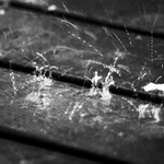 deštík v ZOO Jihlava II