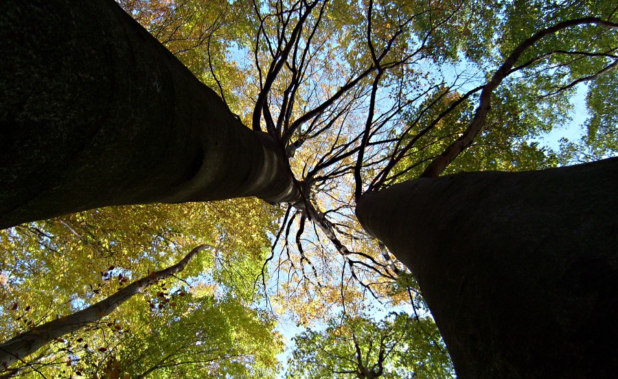 Žádný strom ...a ani Ty nevyrosteš do nebe :-)