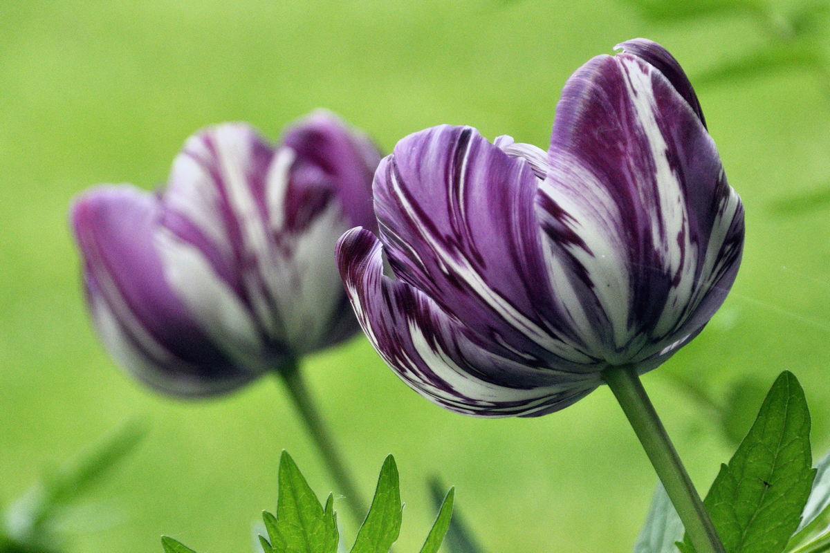 Tulipán