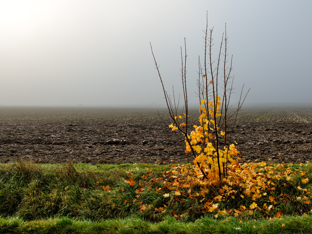 MoML 21. listopadu 2014