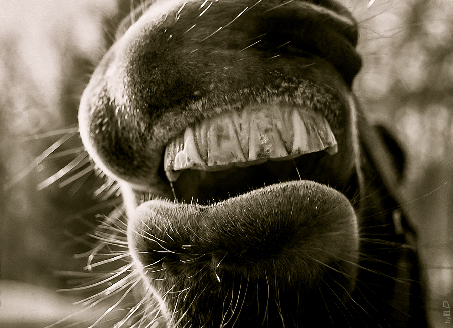 "doporučuji Sensodyne" :)