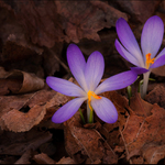 Jarní, nebo podzimní?