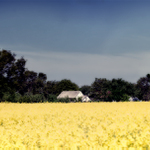 chalúpka II (domček v stráni)