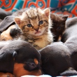 Jako kočky a psi II