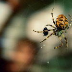 Pavouk a jeho kořist