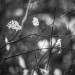 Podzimní optimismus