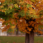 kaštany na Střeleckém ostrově