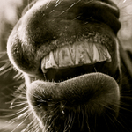 "doporučuji Sensodyne" :)