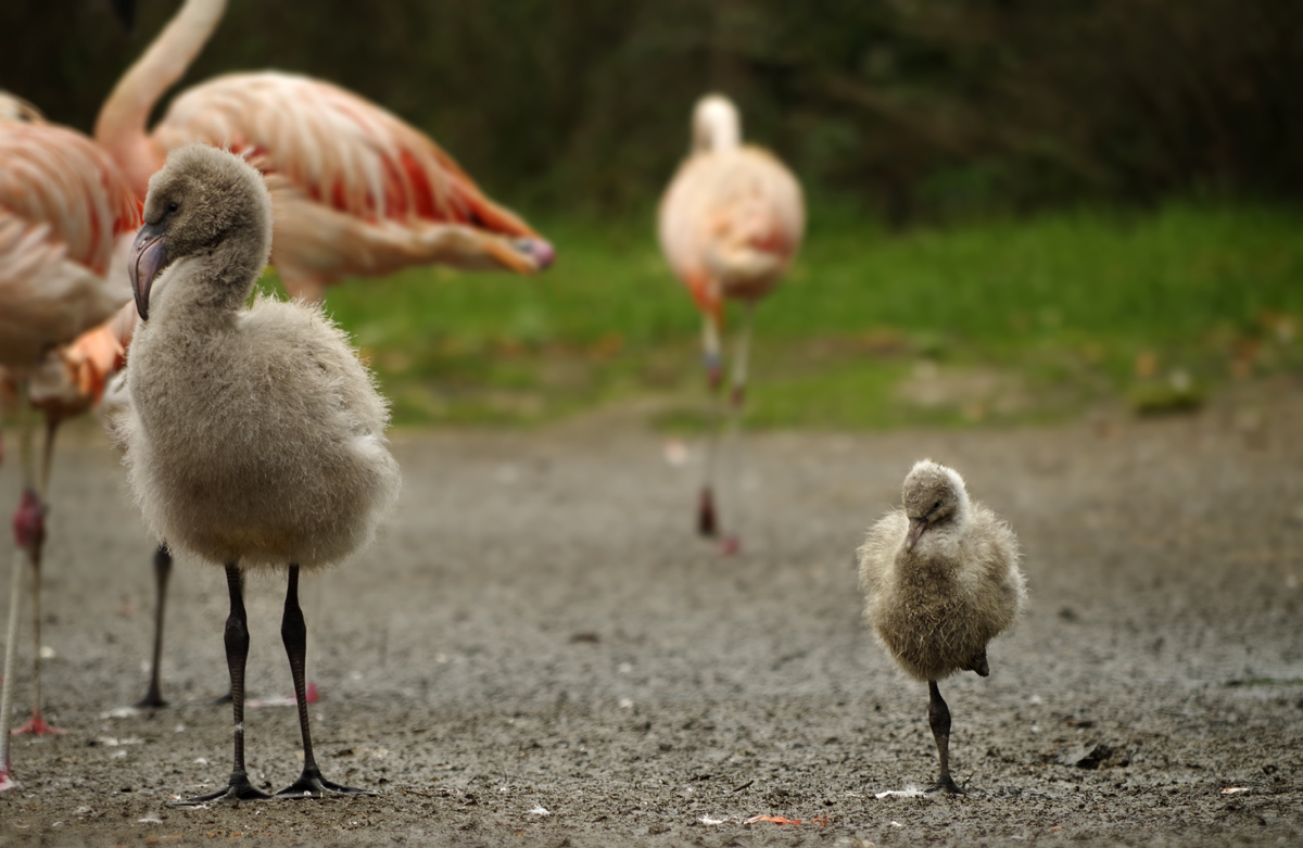 Plameňák a plameňáček