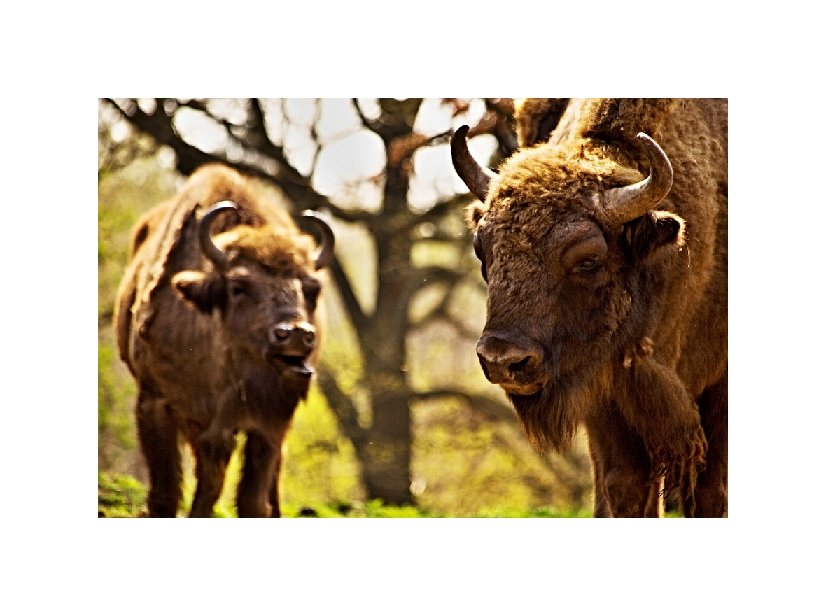 omg...co zas ta kráva furt chce?...:)