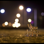 Postřeh z prvního mrazu v Praze