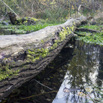 Dunajská nížina-2