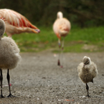 Plameňák a plameňáček