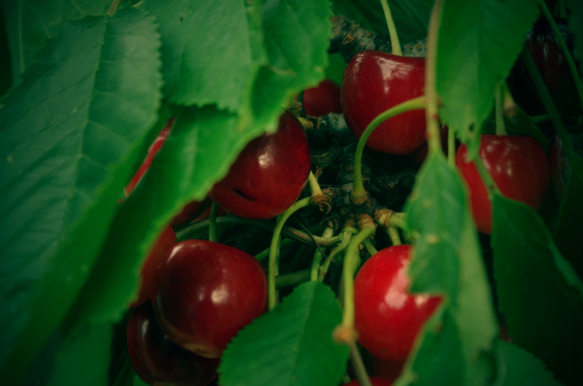 Cherry