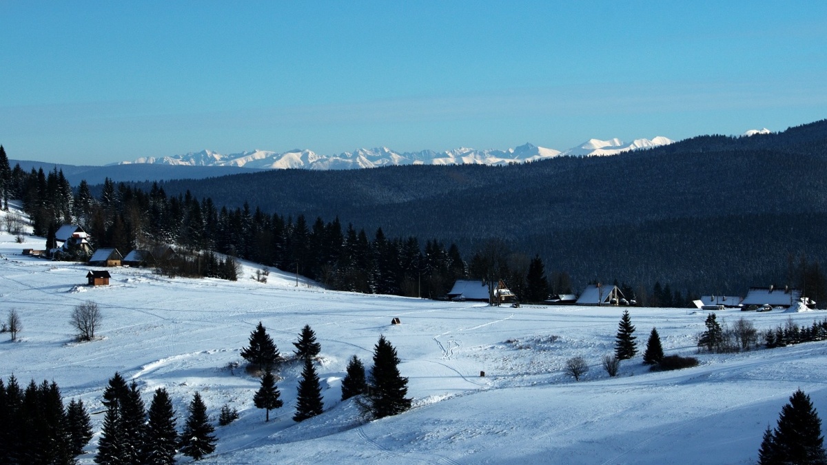 Roháče