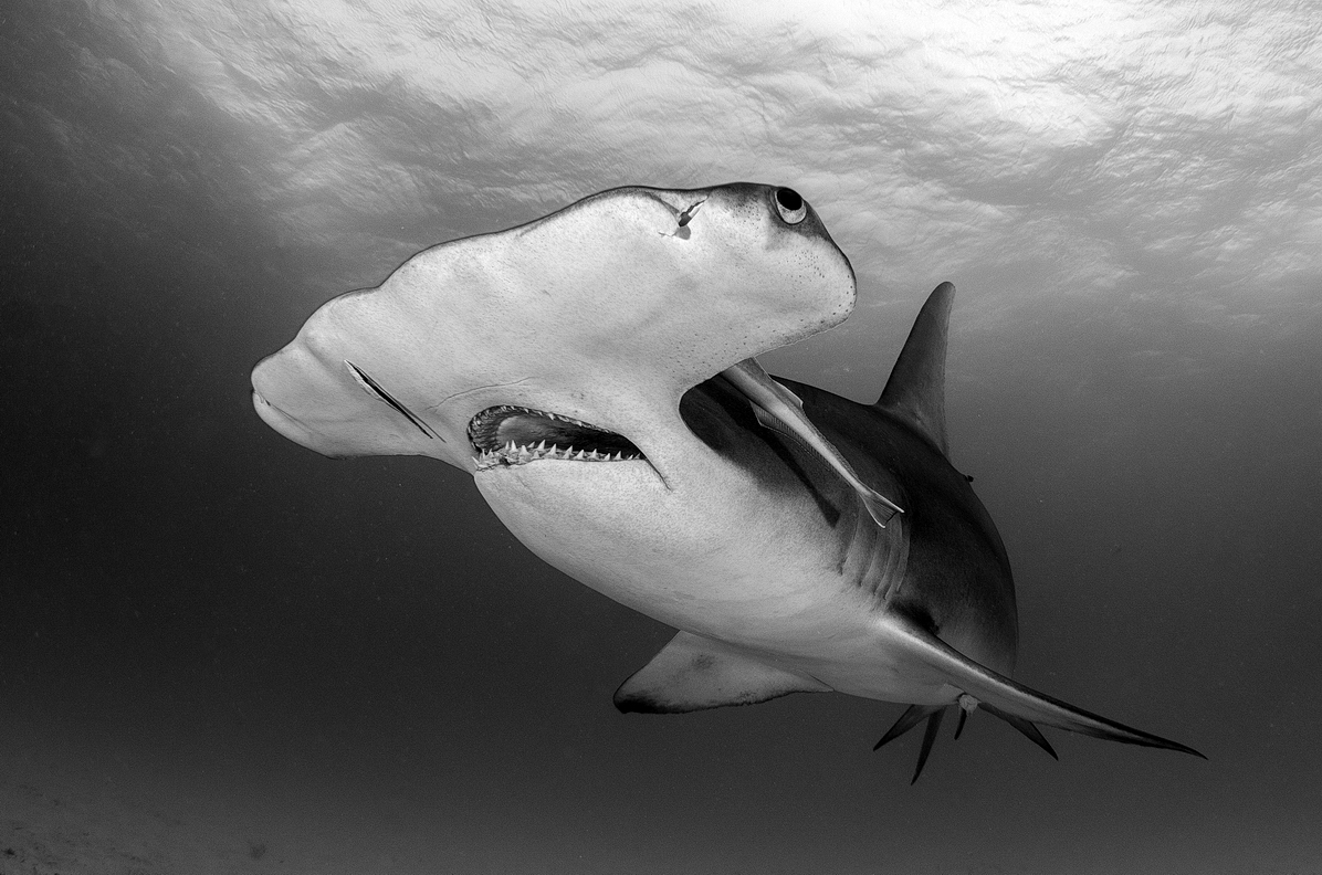 Great Hammerhead 1