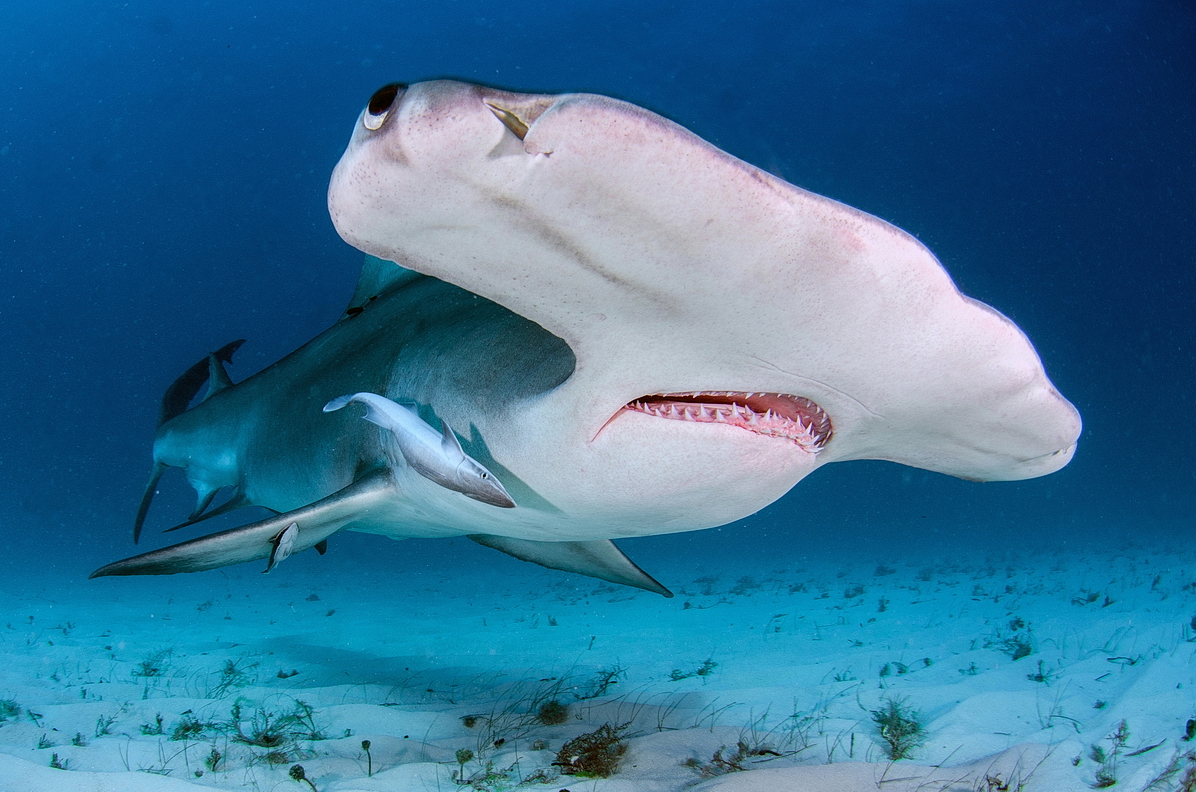 Great Hammerhead 2