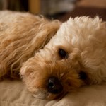 Kámoška mi odjela ....