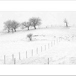 ...každý plot se dá přelézt...