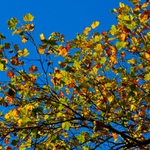 Podzimní platan