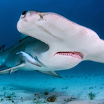 Great Hammerhead 2