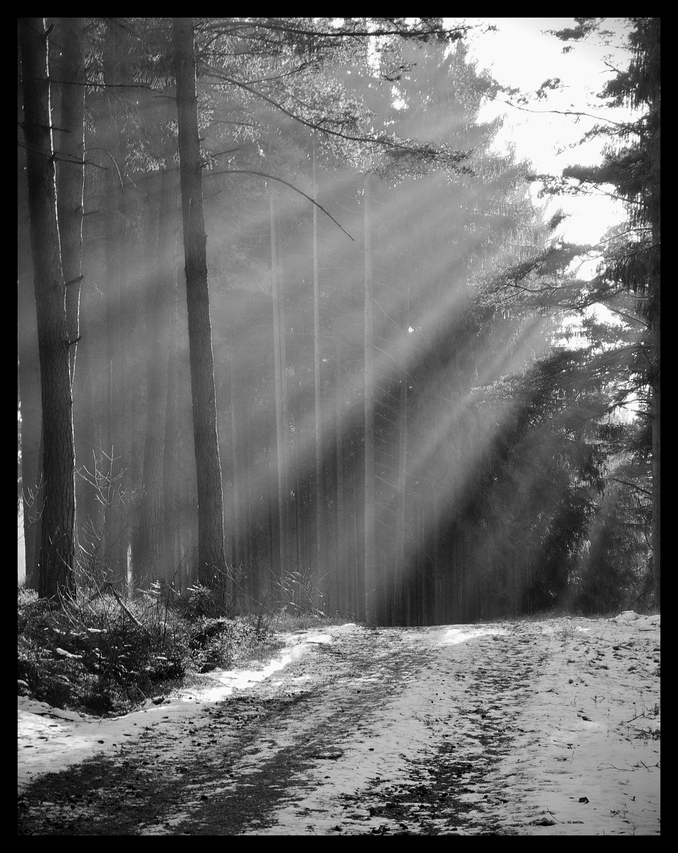 sunlight