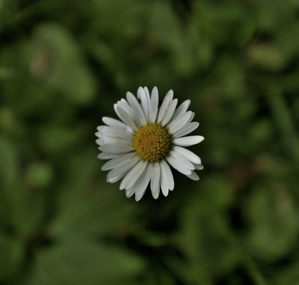 sedmikráska