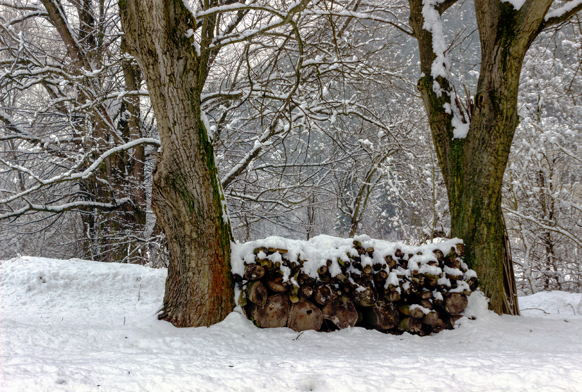 Drevo na zimu