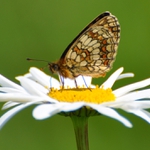 hnedáčik podunajský