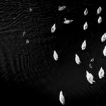 labutě (o kachnách nemluvě)