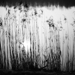 plná díra v rákosí