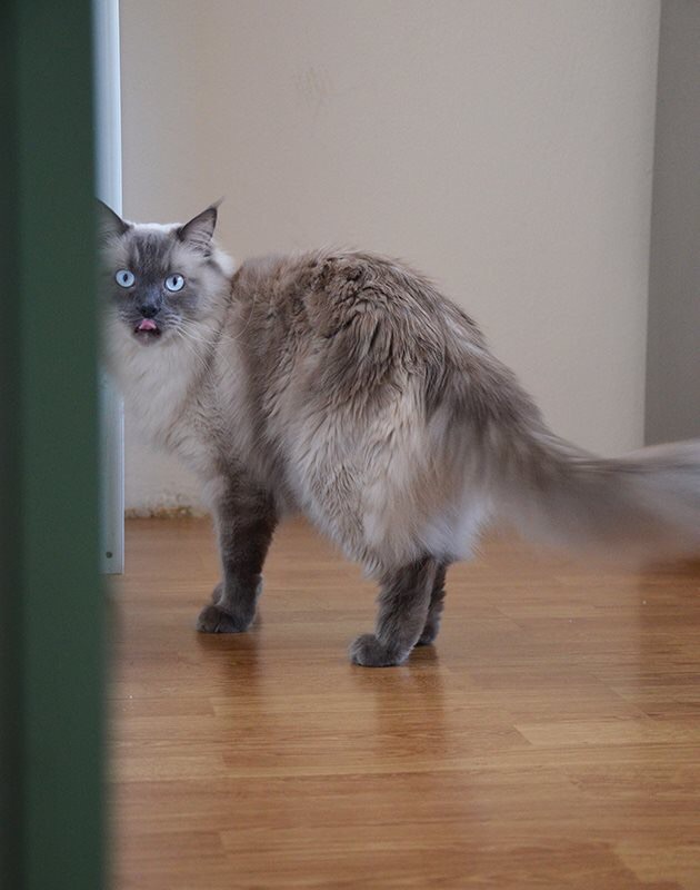 Přistižen při činu.