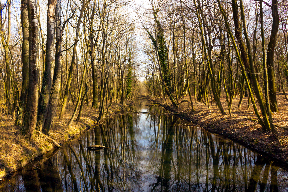 Dunajska nížina