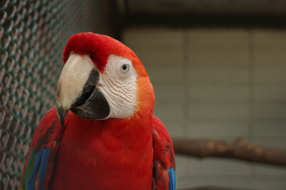 Papoušek v ZOO
