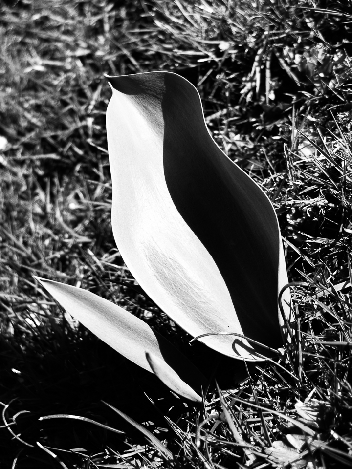 Tučňák chytil rybu